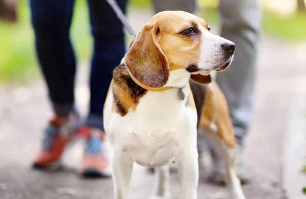 Young couple with Beagle dog wearing in collar and leash walking in the summer park