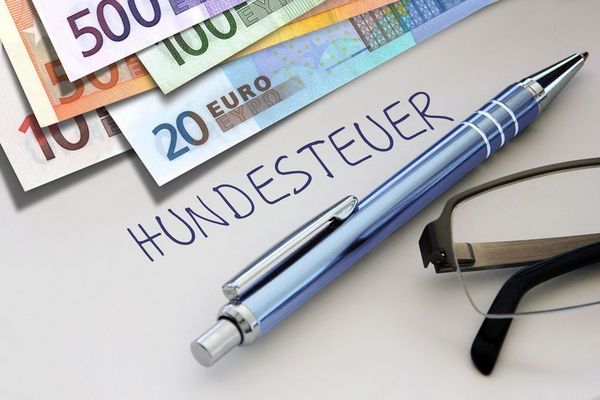 Hundesteuer