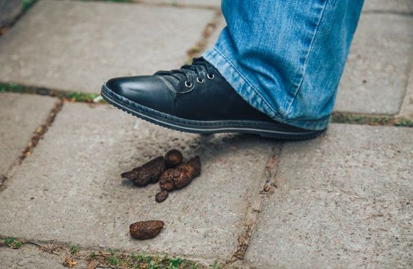 dog golden poop on the street.Close up feces, background of dog poop on the soil ground.dog feces on gravel floor.shit dog on cement floor and Fly. the man almost stepped in dog feces